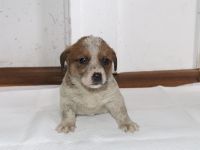 Pieski do adopcji