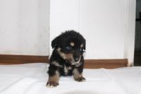 Pieski do adopcji