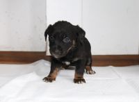 Pieski do adopcji