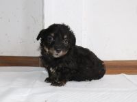 Pieski do adopcji
