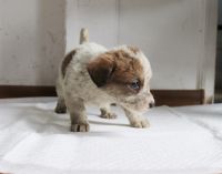 Pieski do adopcji