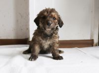Pieski do adopcji