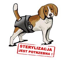 Bezpłatna sterylizacja zwierząt domowych