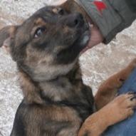 Już 5 psich adopcji w 2015 roku!